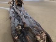 driftwood3